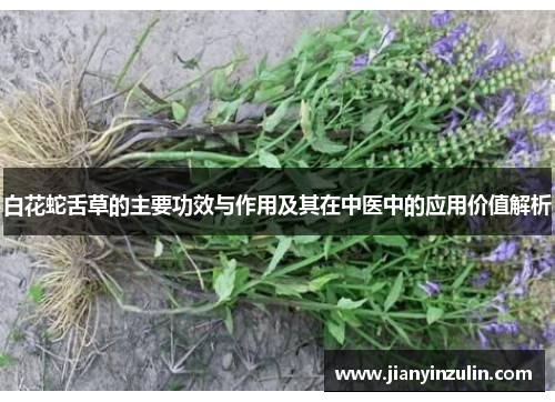 白花蛇舌草的主要功效与作用及其在中医中的应用价值解析