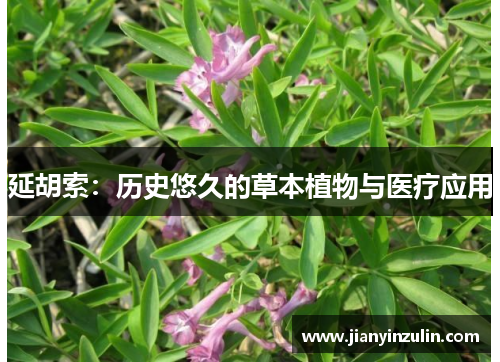 延胡索：历史悠久的草本植物与医疗应用